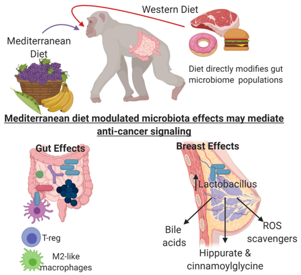 Macaca fascicularis con tumore al seno alimenta con dieta mediterranea e occidentale