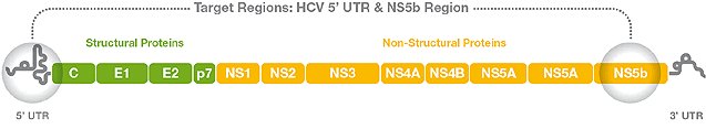 Figura 3 - Proteine strutturali e non strutturali di HCV