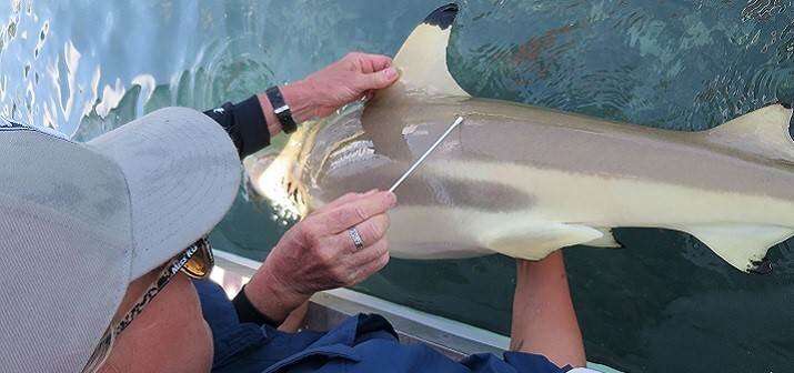 ricercatore intento a prelevare un campione di muco dalla pelle di squalo