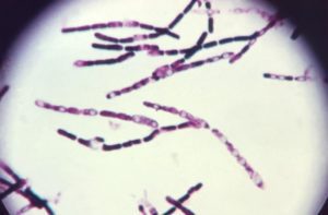 Il patogeno dell'antrace