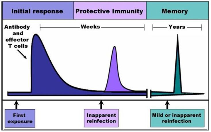 esposizione agenti esogeni costituisce memoria immunitaria