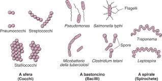 Classificazione morfologica dei batteri. Cohn fornì le prime descrizioni, tutt'ora valide.