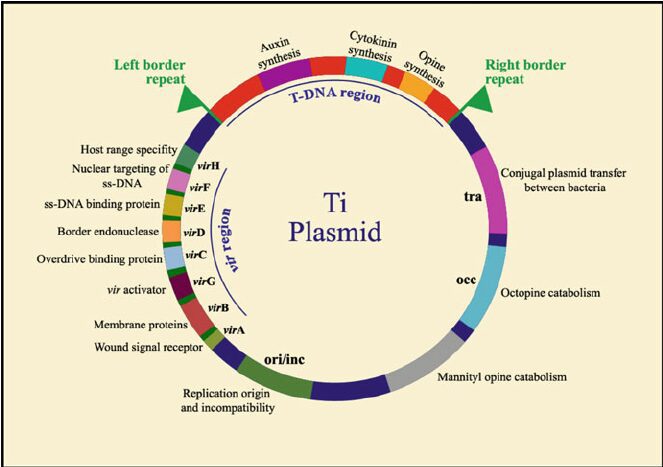 Figura 1 - Struttura del plasmide Ti