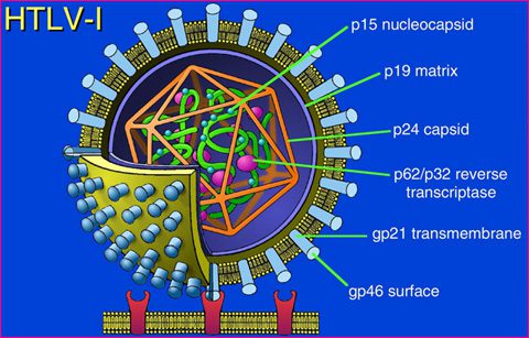 HTLV struttura