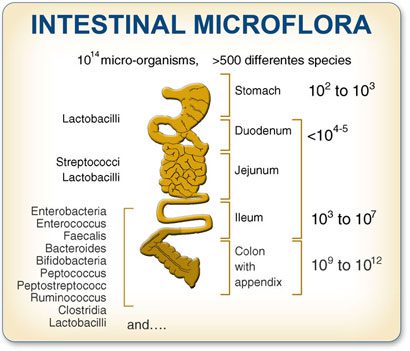 Composizione del microbiota intestinale nei diversi distretti anatomici