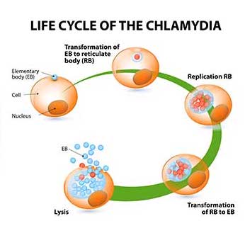 Ciclo vitale di C. trachomatis