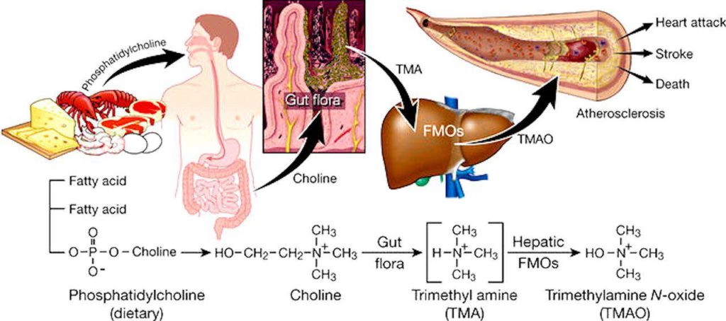 Processo di trasformazione da carnitina a TMAO