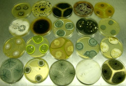 archivi microbici collezionare i microrganismi