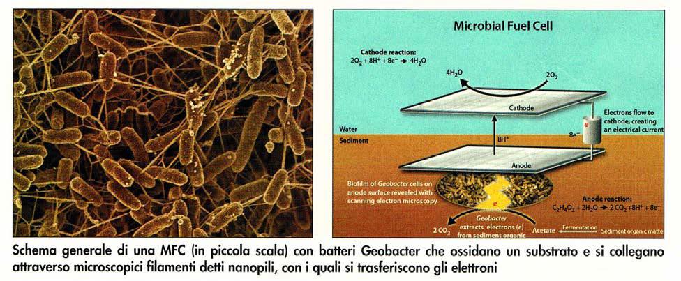 Schematizzazione di una cella a combustibile microbica (MFC)