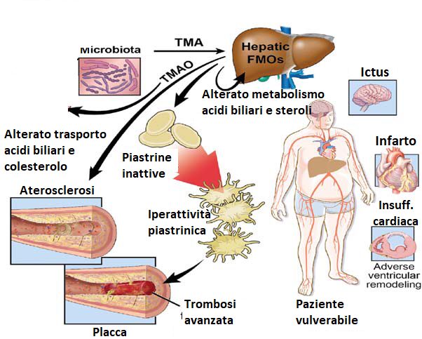 TMAO e rischio cardiovascolare