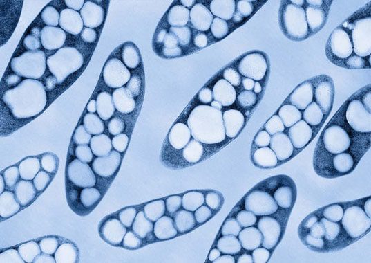 Immagine al microscopio di cellule batteriche contenenti granuli di PHA