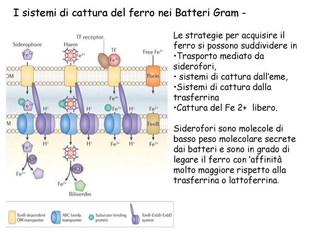 Sistema per l’acquisizione del ferro 