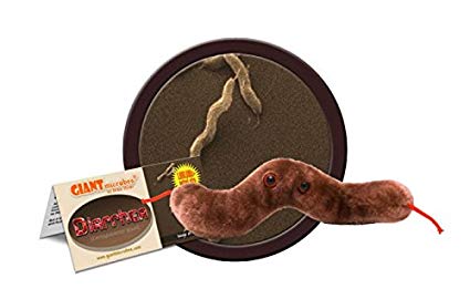 Campylobacter jejuni