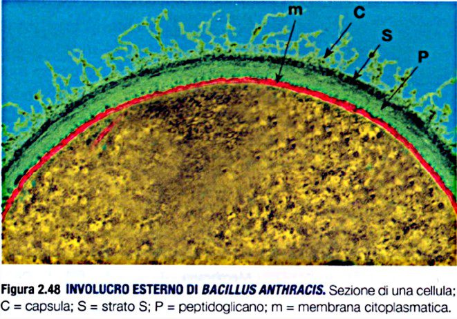 Capsula di Bacillus anthracis