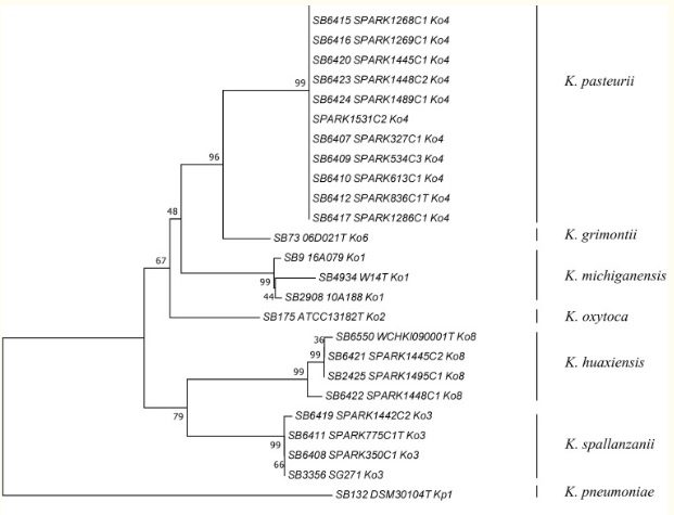 albero-filogenetico-klebsiella