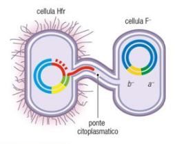 Illustrazione del funzionamento del plasmide F e delle cellule Hfr