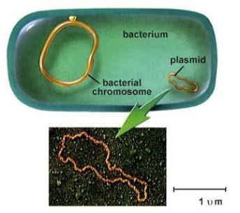 Illustrazione e fotografia delle proporzioni del plasmide in confronto al cromosoma batterico