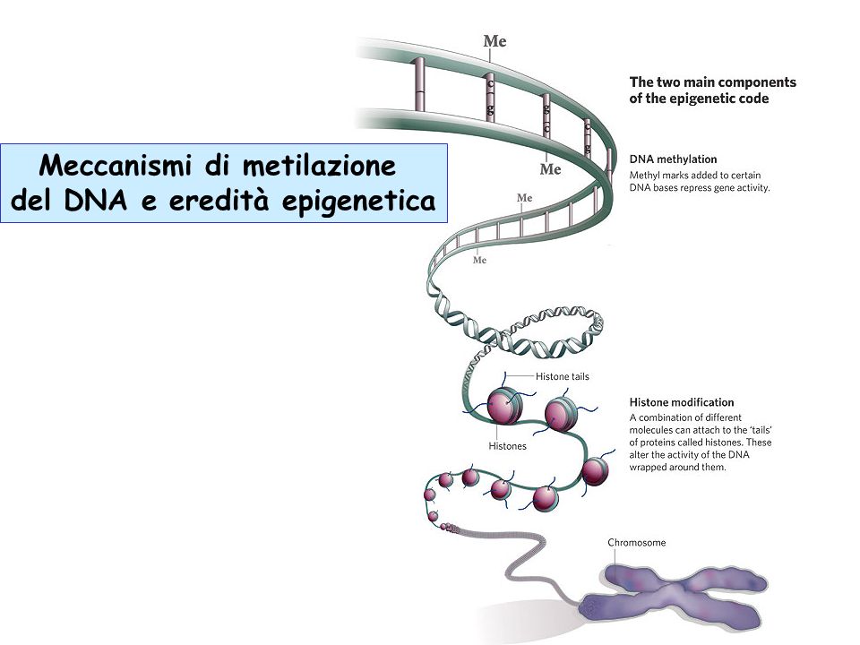 Meccanismi di modulazione epigenetica