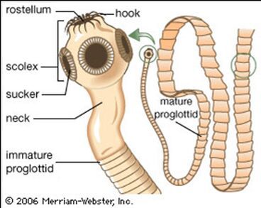 struttura di T. solium. In quest'immagine sono ben visibili il rostello armato di uncini (rostellum, mancante in T. saginata), lo scolice (scolex) portatore di 4 ventose (sucker) che si protrae nel collo (neck) fino alle proglottidi immature.