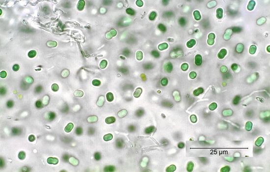 Il cianobatterio Synechococcus elongatus, "ingrediente" del cemento vivo