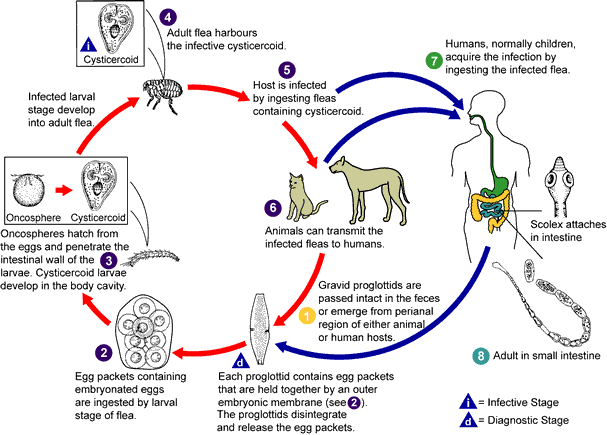 Ciclo vitale di D. caninum