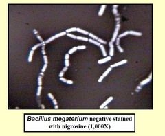 Colorazione in negativo di Bacillus megaterium con Nigrosina