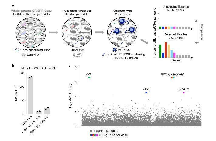 Screening Genome-Wide delle librerie ottenute con CRISPR-Cas9 rivelano il recettore MR1 come principale bersaglio delle cellule MC.7.G5