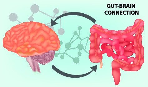 La connessione tra intestino e cervello rappresenta una delle conquiste di una nuova disciplina quale la gastro-neuro-endocrinologia.