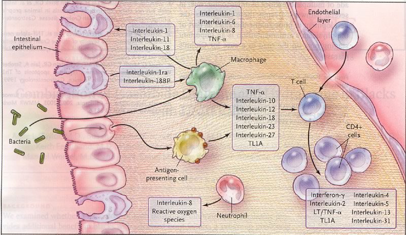 Stimolazione della risposta infiammatoria da parte dei batteri della flora batterica