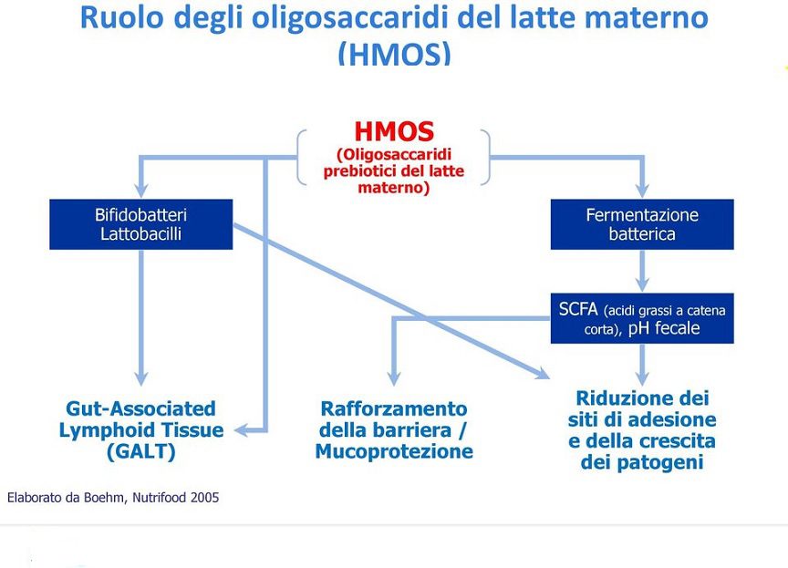 Gli HMO (oligosaccaridi del latte materno) svolgono svariate funzioni utili per favorire il benessere del lattante grazie alla promozione della crescita di specie microbiche utili.