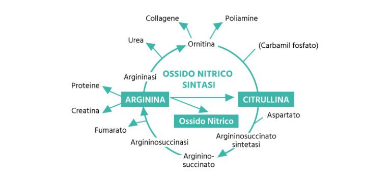 Ciclo dell’ossido nitrico. NO o monossido di azoto non è sempre un nemico per l’organismo: esso è coinvolto nella modulazione della trasmissione nervosa e neuromuscolare ( neurotrasmettitore gassoso) ed interviene stimolando la risposta immunitaria contro antigeni estranei (azione ossidante e formazione di radicali liberi), favorendo difatti la maturazione dei linfociti B e T. Il vero problema è rappresentato da un aumento nella sintesi di questo composto.