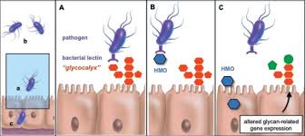 Gli HMO sono in grado di impedire l’attacco di agenti patogeni e tossine alle cellule epiteliali del tratto gastrointestinale