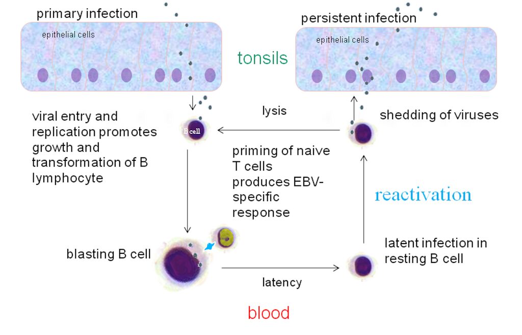 Ciclo di infezione e riproduzione del virus EBV