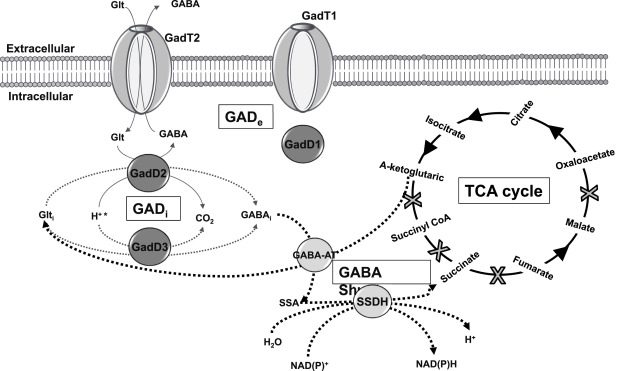 In Listeria monocytogenes, il sistema GAD ha molte e fondamentali funzioni.