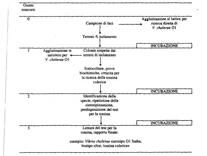 protocollo identificazione