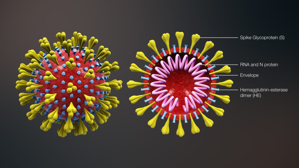 Schematizzazione del SARS-Cov2 per comprendere meglio la correlazione con il ruolo indotto dalla proteine ACE2