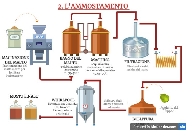 Schema del processo di ammostamento: dal malto d'orzo al mosto di birra, pronto per la fermentazione
