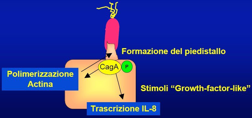 Meccanismo d'azione di CagA