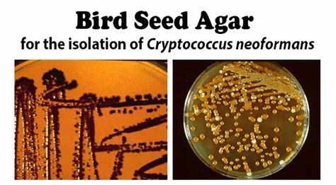 C. neoformans su Bird Seed Agar