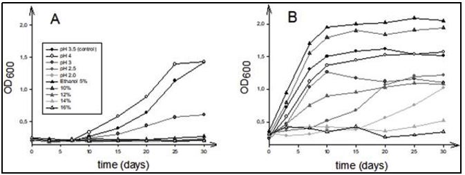 Profilo di crescita di diversi isolati appartenenti al genere “Brettanomyces” in terreni liquidi con contenuto di pH o etanolo distinto.