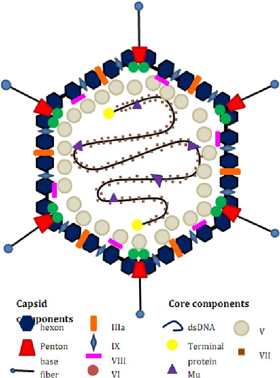 Rappresentazione schematica di Adenovirus -colture cellulari