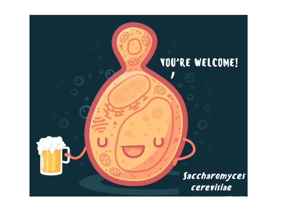 saccharomyces cerevisiae rubrica a tutta birra