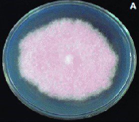 Figura 2 - F. oxysporum sp. passiflorae su terreno PDA. Si noti l'aspetto cotonoso e il colore rosa pallido.