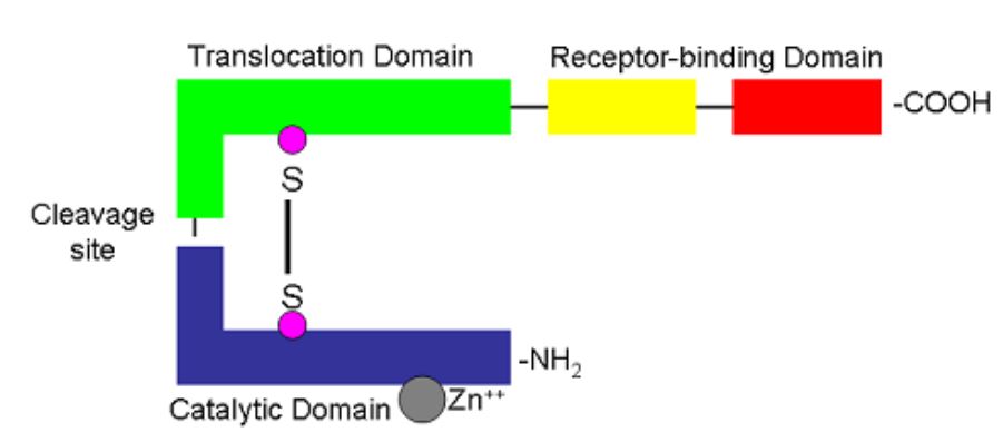 Rappresentazione schematica della tossina botulinica. In blu è rappresentata la catena leggera (dominio catalitico), in verde è rappresentata la catena pesante (dominio di traslocazione) mentre in giallo e rosso rono rappresentati i domini di legame al recettore. 
