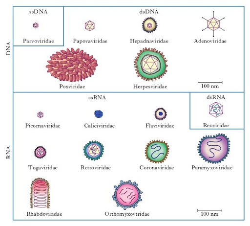 Alcune tipologie di virus