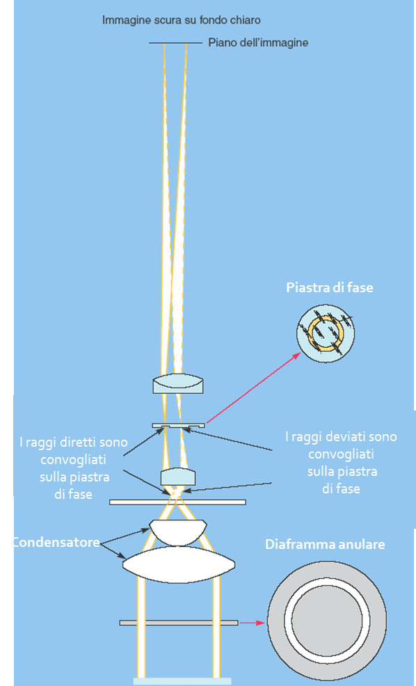 Schema del microscopio a contrasto di fase