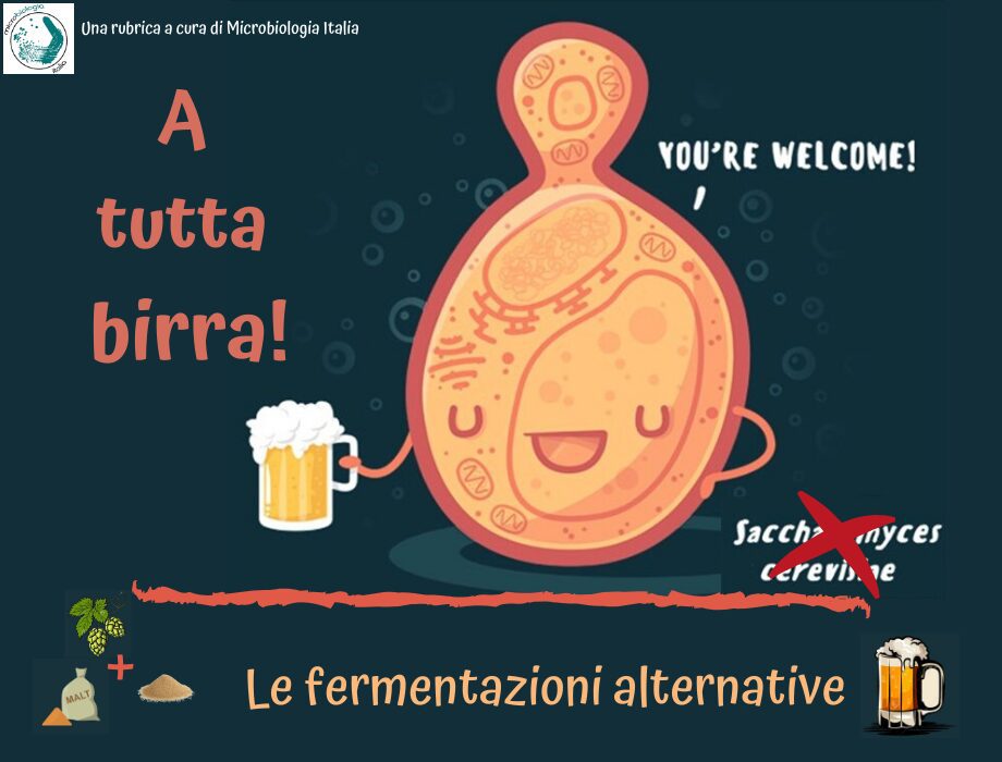 a tutta birra, non solo saccharomyces: le fermentazioni alternative