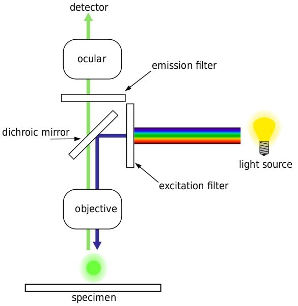 Percorso ottico semplificato del microscopio a fluorescenza