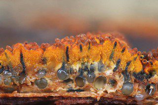 dettagli fotografici di Cryphonectria parasitica