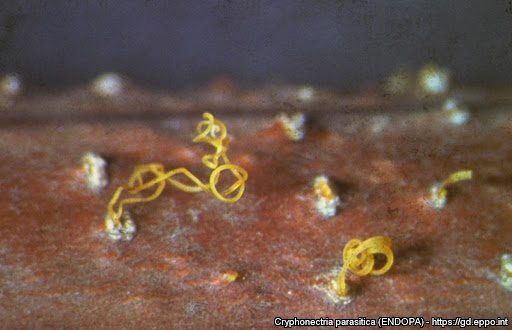 il fungo Cryphonectria parasitica